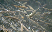 Fischzucht